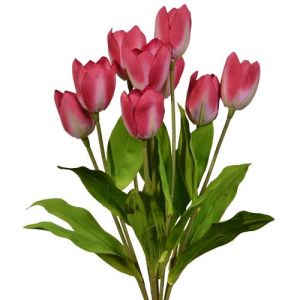 Value Tulip Bush x9, 18.5