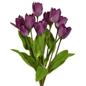 Value Tulip Bush x9, 18.5