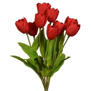 Value Tulip Bush x9, 18.5