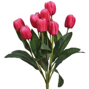 Tulip Bush x9, 18