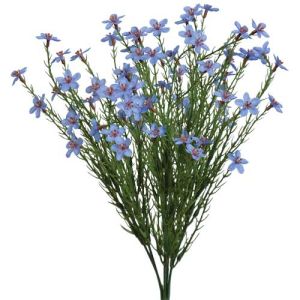 Waxflower Bush x7, 16