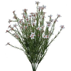 Waxflower Bush x7, 16
