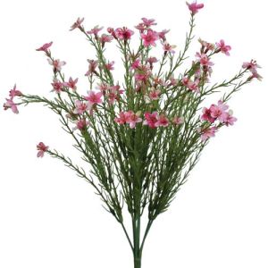 Waxflower Bush x7, 16