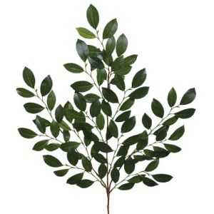 Israeli Ruscus Leaf Spray x3, 26