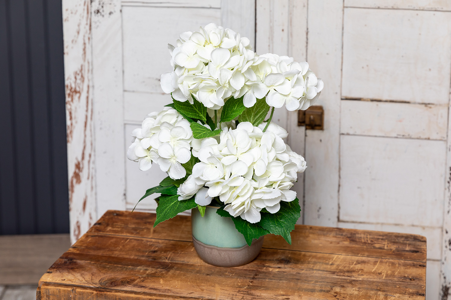 Elevated Elegance: New Premium White Hydrangeas
