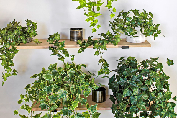 All About Ivy