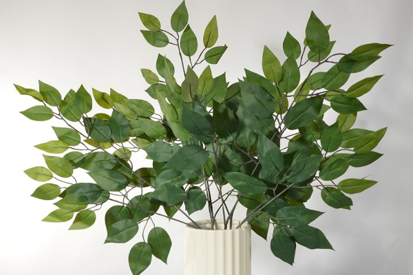 Say Yes to Ficus!